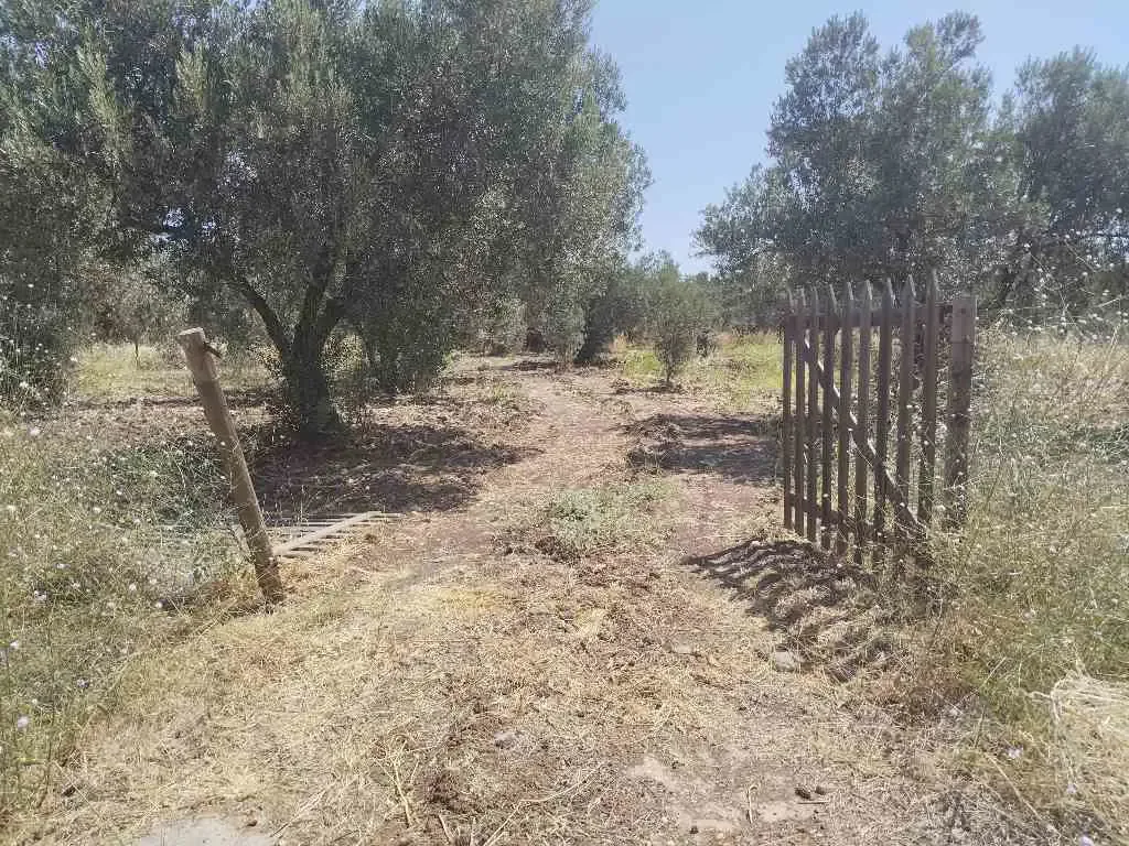 Çanakkale Ezine Gökçebayır müstakil parsel zeytinlik 6.670 m² satılık